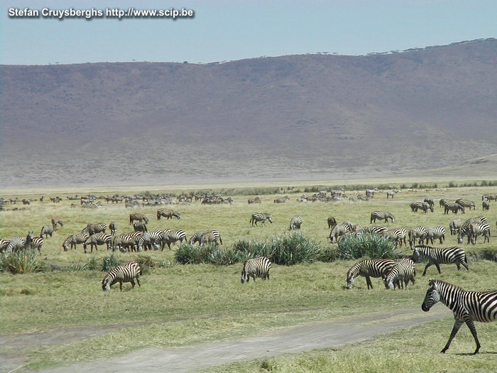 Ngorongoro - Zebras A herd of hundreds of zebras. Stefan Cruysberghs